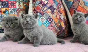 Scottish fold kittens for sale