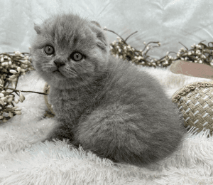 Scottish Fold, No HCM/FeLV/PKD/FIV, write ***