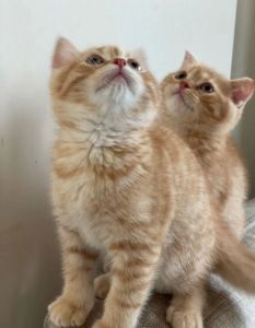 Stunning multi colour Scottish Fold 6 kitten
