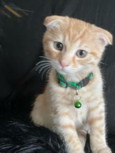 Half breed Scottish fold/bengal golden boy