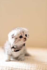 My Kitten’s for sale 2023