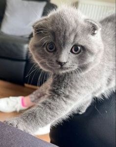Scottish Fold Kittens Ready now