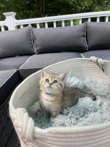 Scottish Straight Kittens