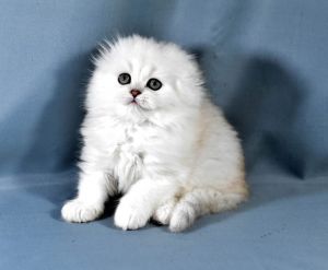 Scottish Fold-Silver Chinchilla