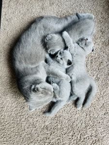 Scottish fold kittens