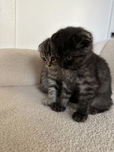 Scottish fold kittens