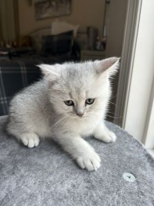 Scottish straight kittens