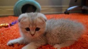 Scottish fold xmas kittens Ready for new home