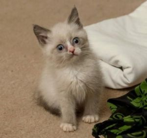 Scottish Fold Kittens (9-8-0)- ***