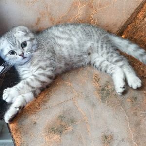 Scottish shorthair