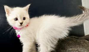 Scottish Straight Kittens