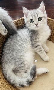 Pure breed Scottish straight