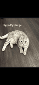 Scottish Fold Stud Service