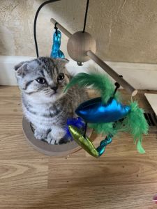 Scottish Fold kitten for sale
