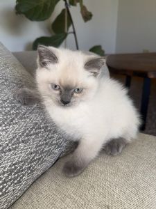 Scottish fold mix with Ragdoll