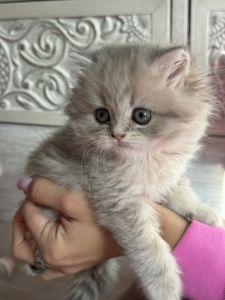 gray scottish straight male