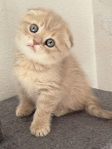 scottish fold male