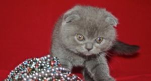 Scottish fold kittens