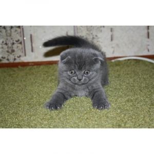 Scotish Fold Kitten to take home.