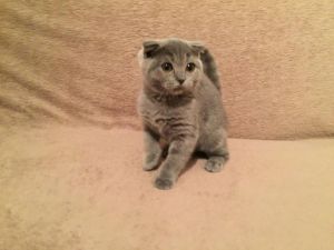 Charming Scottish Fold Kittenss