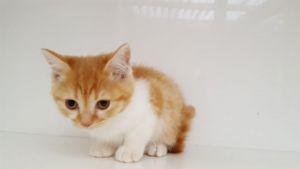 House Scottish Fold Kittens