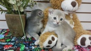 Scottish Fold Kittens For Sale