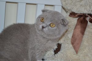 Scottish Fold Kittens