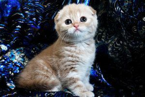 Purebreed scottish fold kittens