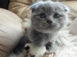 New Litter Scottish fold kittens available