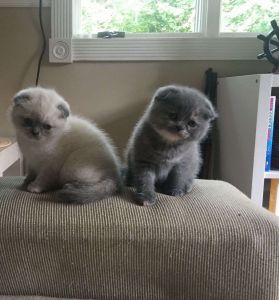 Scottish Fold Kittens Only 2 Left