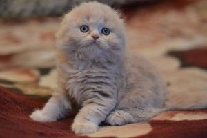 Pink color cute Scottish fold female kitten, Florida