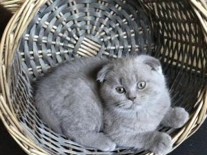 Adorable Scottish Fold kittens