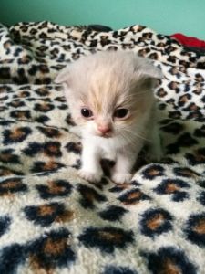 scottish fold and scottish straight kittens miami