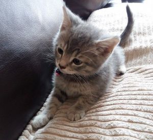 adorable Scottish fold kittens
