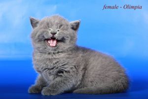Olimpia Scottish fold female kitten in blue color