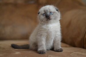 Twix Blue point Scottish fold male kitten