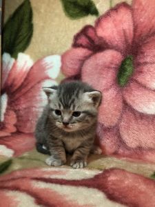 Scottish Fold kitten