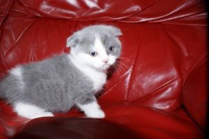 Standard Scottish Fold Kittens