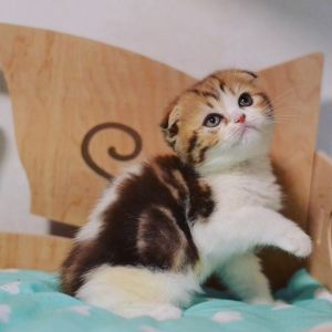 Carmelita Scottish fold female kitten in chocolate marble color