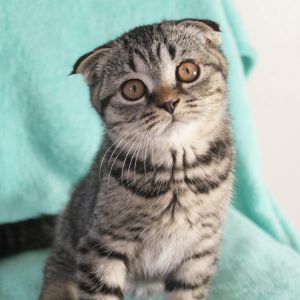 Scottish Fold Dark Golden Spotted Male DOB ***