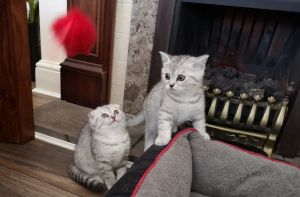 contact us on (***) ***-***2