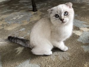 SCOTTISH FOLD MALE Fantik Very Affectionate Blue Eyes