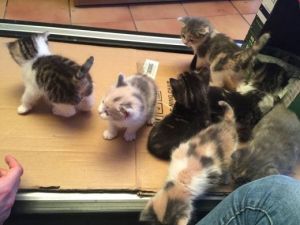 Scottish Fold kittens in various colors ready now