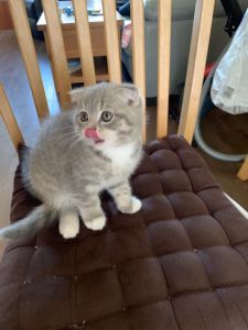 Pure Scottish Fold Boy