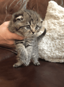 Scottish Fold kitten cat male born 10/17/2019 Cruz