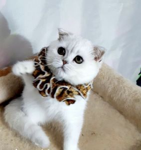 Scottish fold kittens for sale