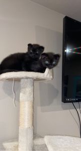 Scottish fold kittens