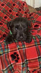 Scottish terriers