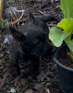 Beautiful Scottish Terrier Puppy for Christmas Joy