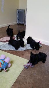 !Scottish Terrier Puppy